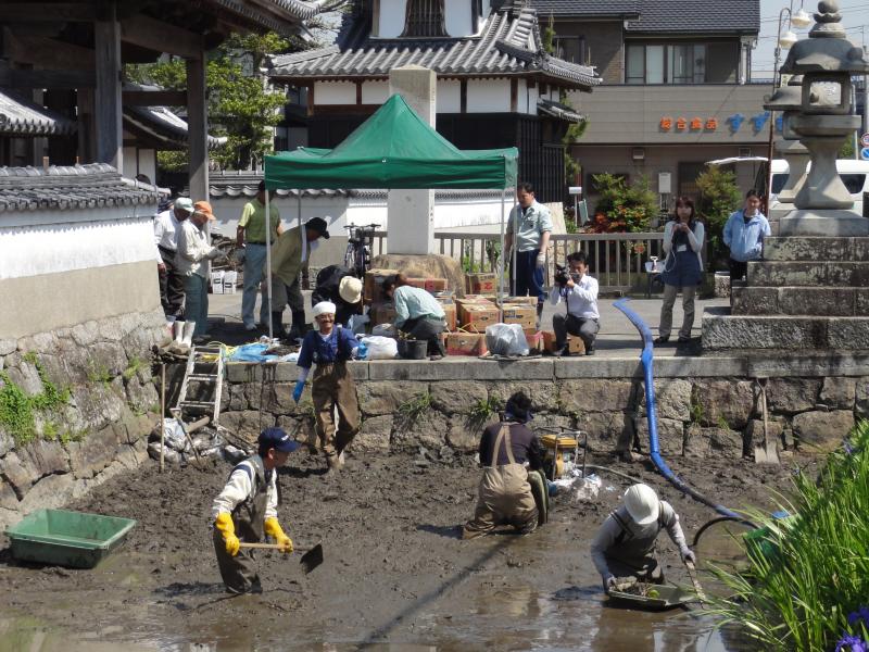 ハス植え全景