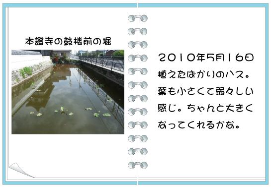 ハス５月１６日