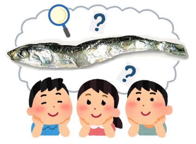 煮干し解剖