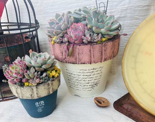 リメイク鉢＆寄せ植え画像