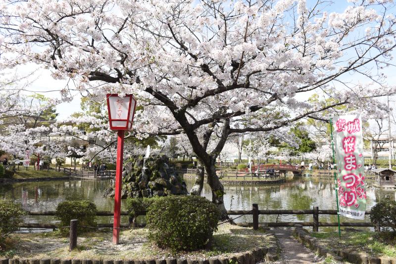 桜まつり写真