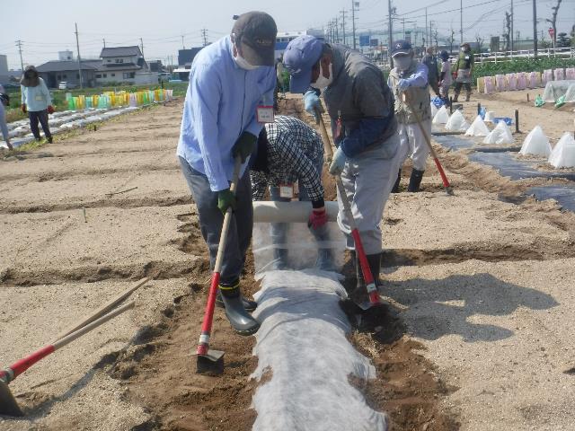 22春ダイコン不織布