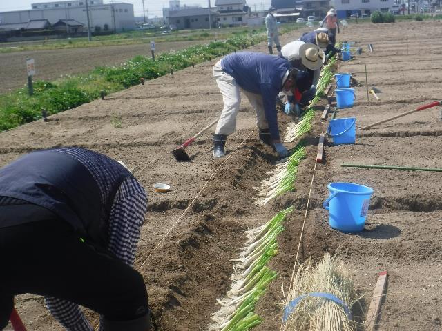 22春ネギ定植