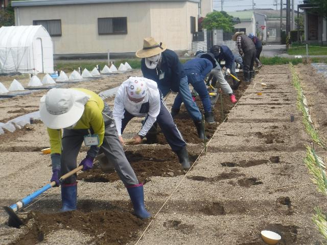 22キュウリ耕運