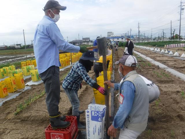 22キュウリ杭打ち