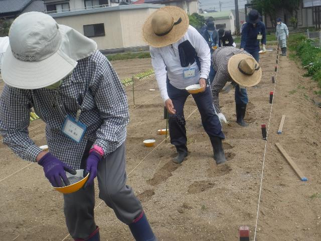 22トマト元肥