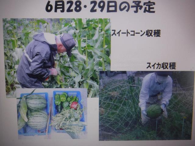 22夏野菜研修紹介