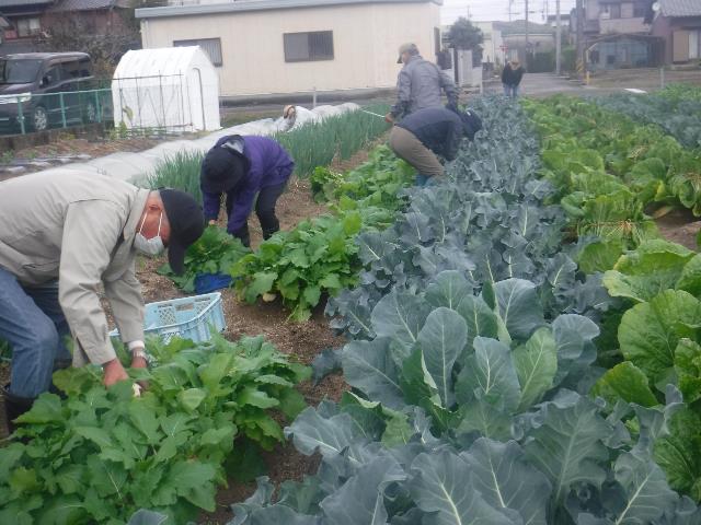 秋野菜収穫