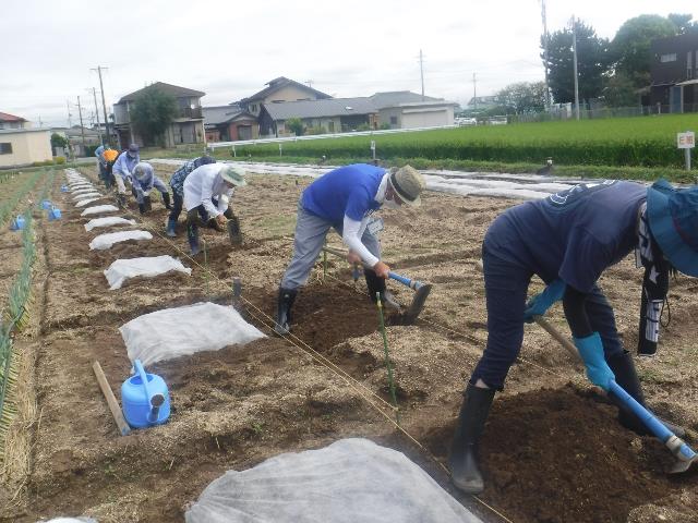 ブロッコリー耕運