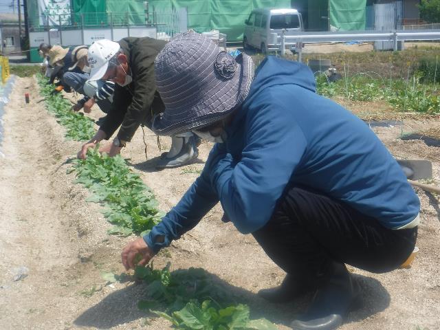 秋ダイコン間引き