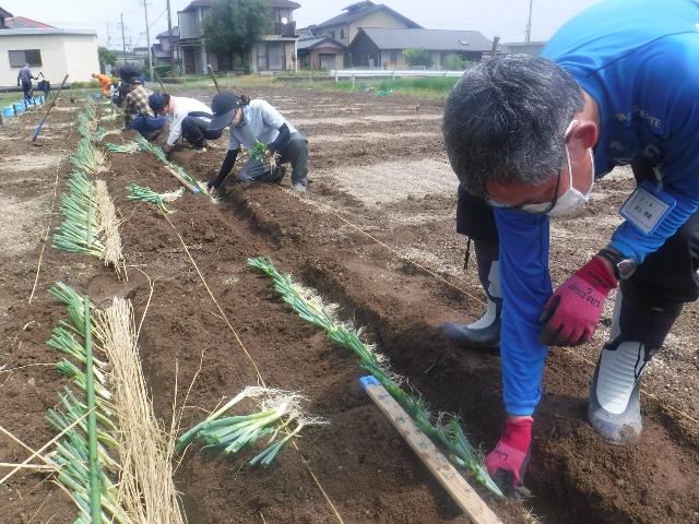 太ネギ定植