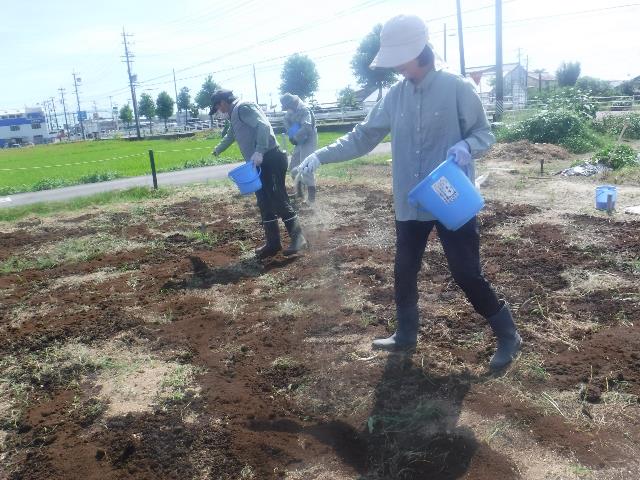 実苦土石灰散布