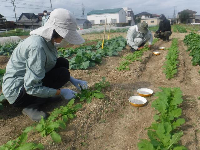 実ダイコン間引き2