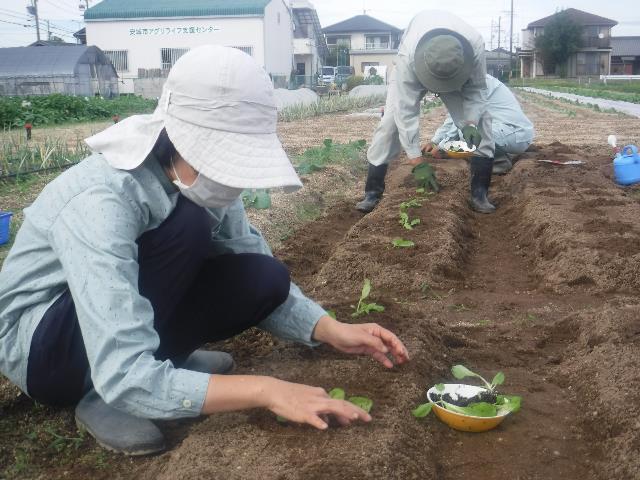 実ハクサイ定植