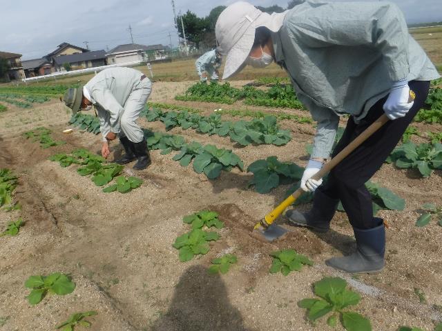 実ハクサイ追肥