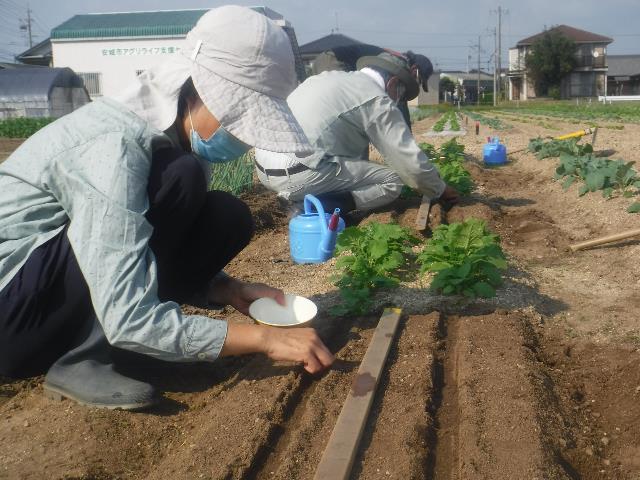 実カブ2回目播種