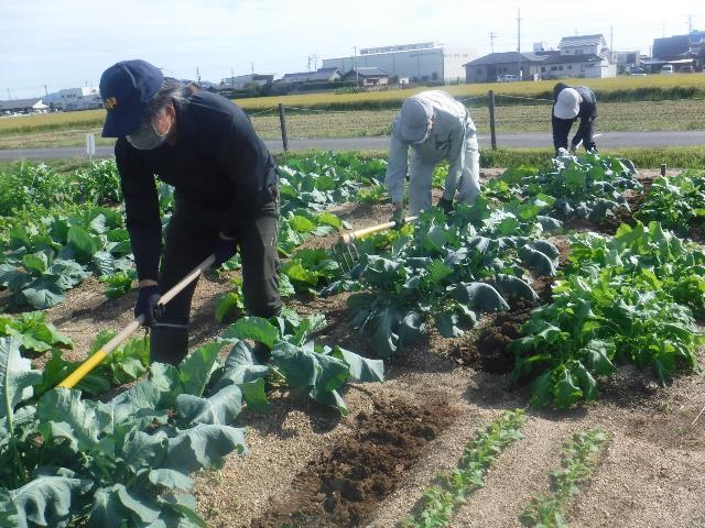 実キャベツ鶏糞中耕