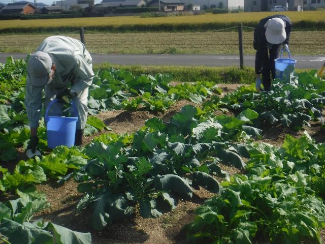 実キャベツ鶏糞散布