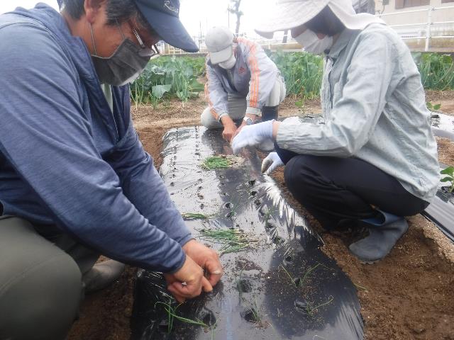 実晩生玉ねぎ定植