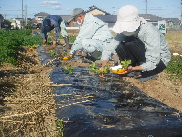 実チマサンチュ定植