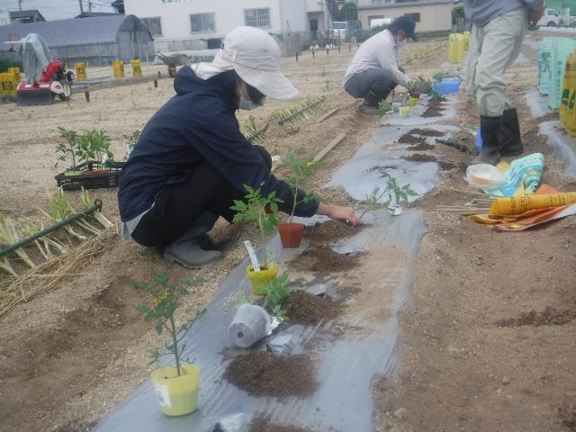 実トマト定植