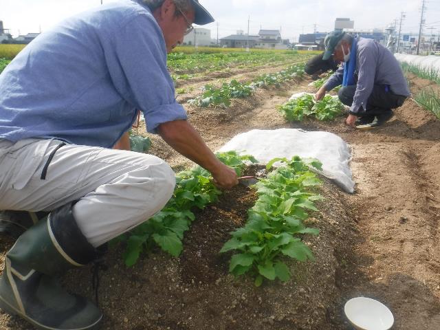 カブ中耕