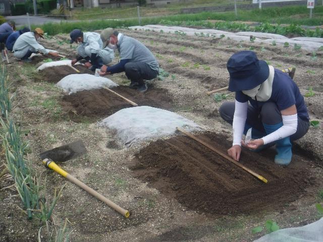 カブの種まき2