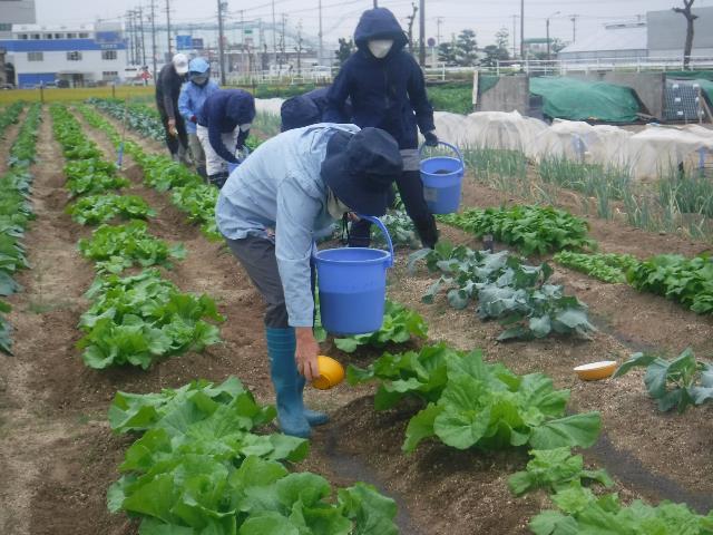 鶏糞補給