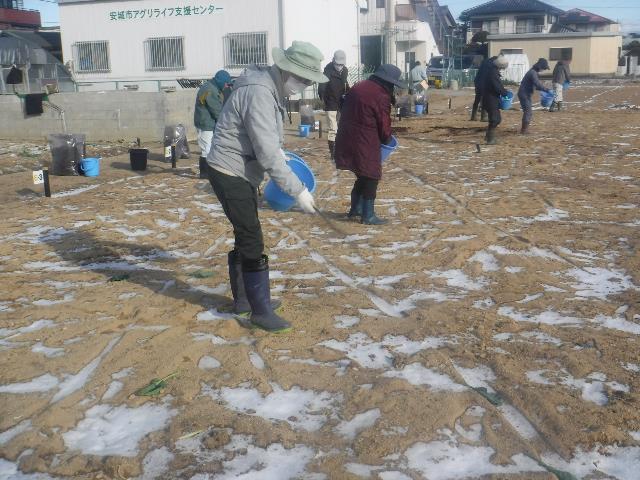 苦土石灰散布