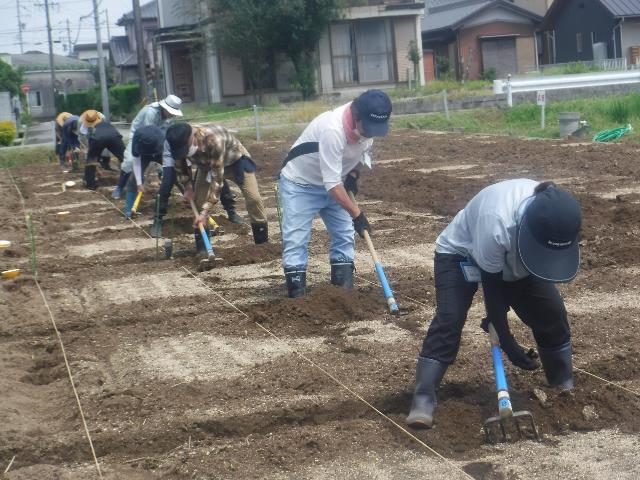 キャベツ粗耕