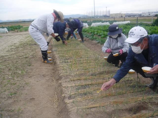 仮植ネギ追肥