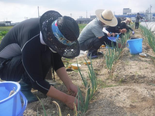 ネギ古葉除去