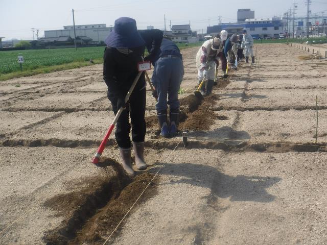 ネギ植え溝堀