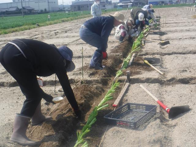 ネギ植え付け