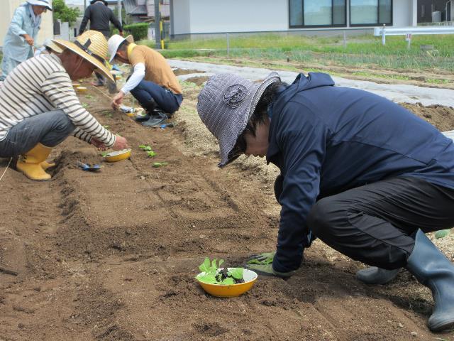 r5ハクサイ定植