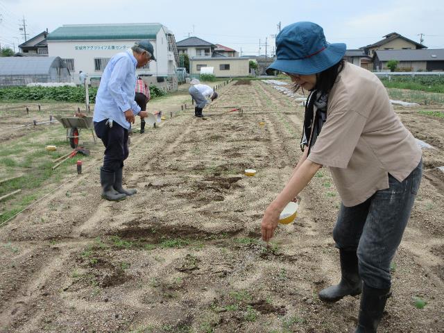 r5実ハクサイ耕運