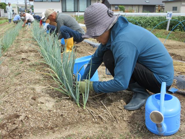 r5ネギ古葉除去