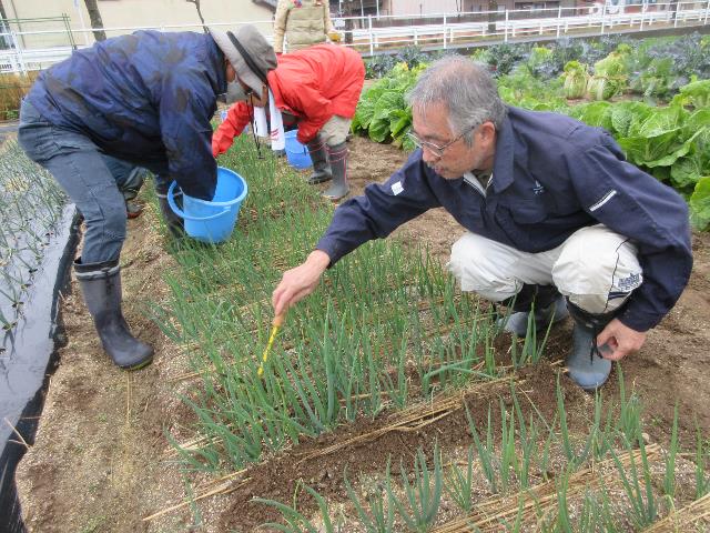 r5仮植ネギ追肥