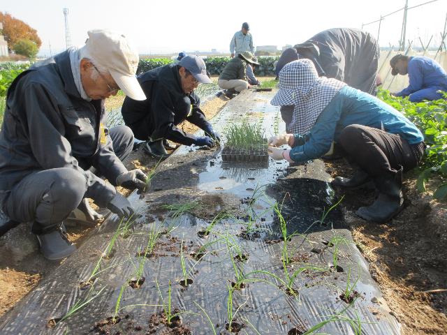 r5晩生タマネギ定植