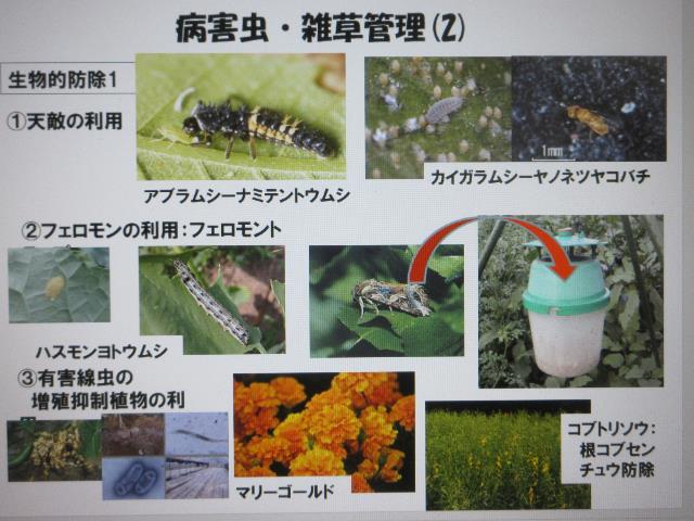 r6病害中管理2