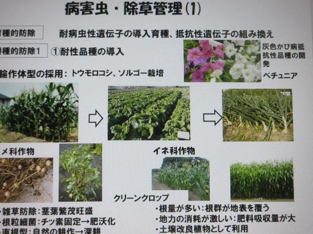 r6病害虫管理1