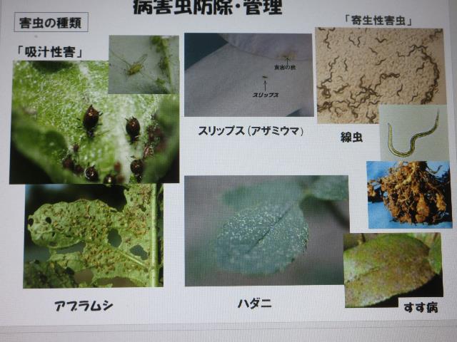 r6病害虫種類1