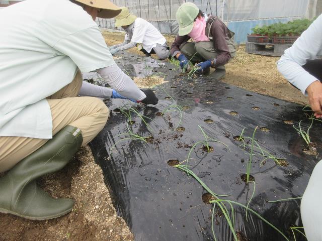 r6極早生ﾀﾏﾈｷﾞ定植