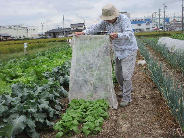r6カブ不織布除去2