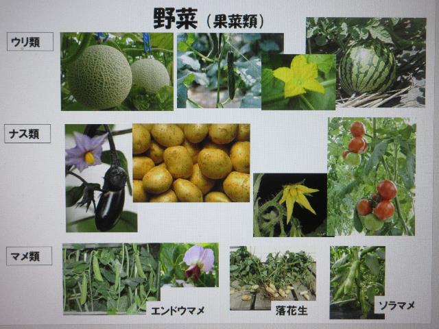 r6野菜の分類