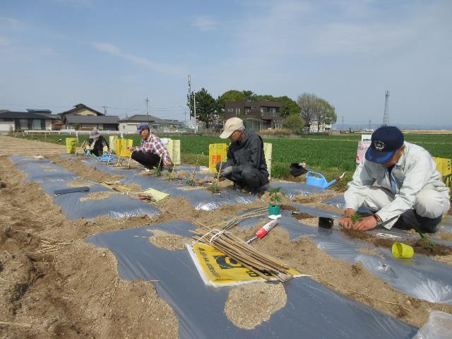 r70408実践ピーマン