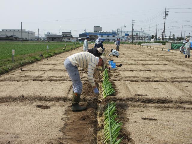 r70409ネギ植え付け2
