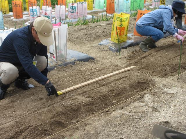 r70423トウモロコシ位置決め
