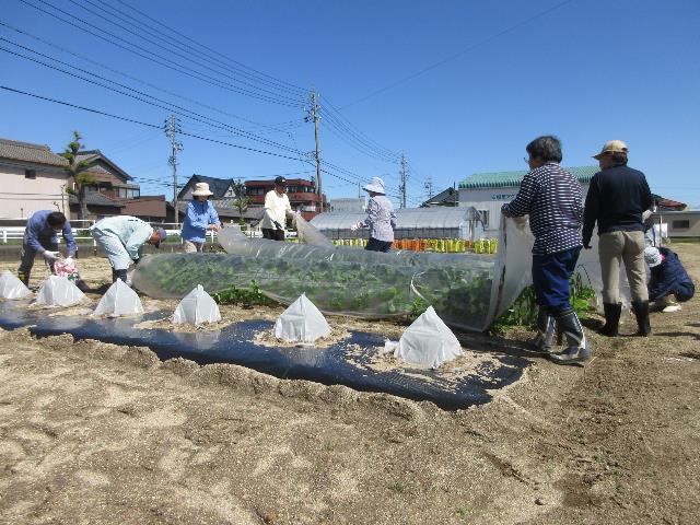r70425トウモロコシ管理5