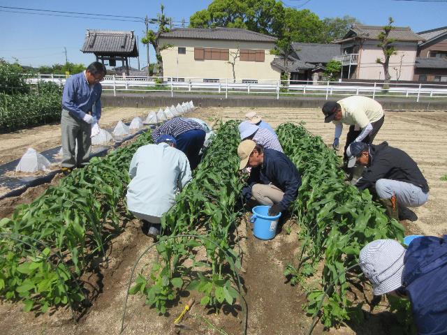r70425トウモロコシ管理6